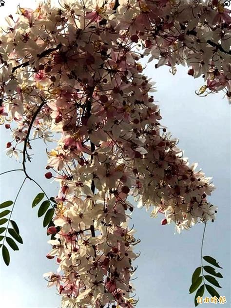 開滿花的樹|快看！十種常見會開花の樹，讓你體驗四季花香 